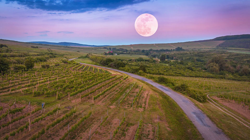 19. Tokaj, Hungary